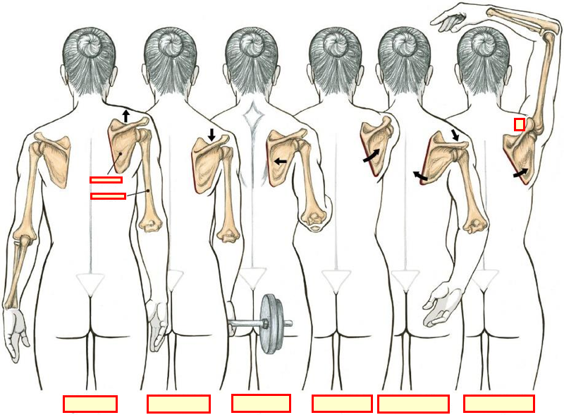 Occlusion Question Image