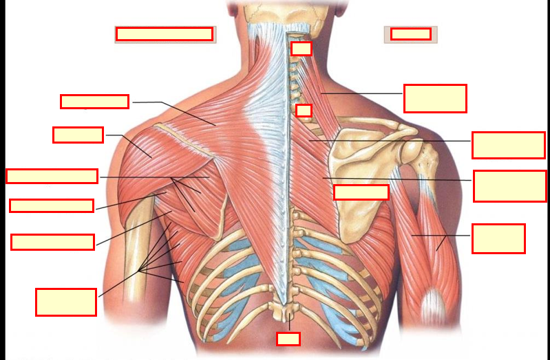 Occlusion Question Image