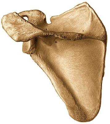 Occlusion Question Image