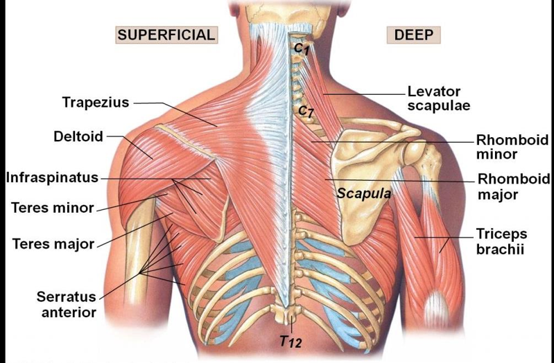 Occlusion Answer Image