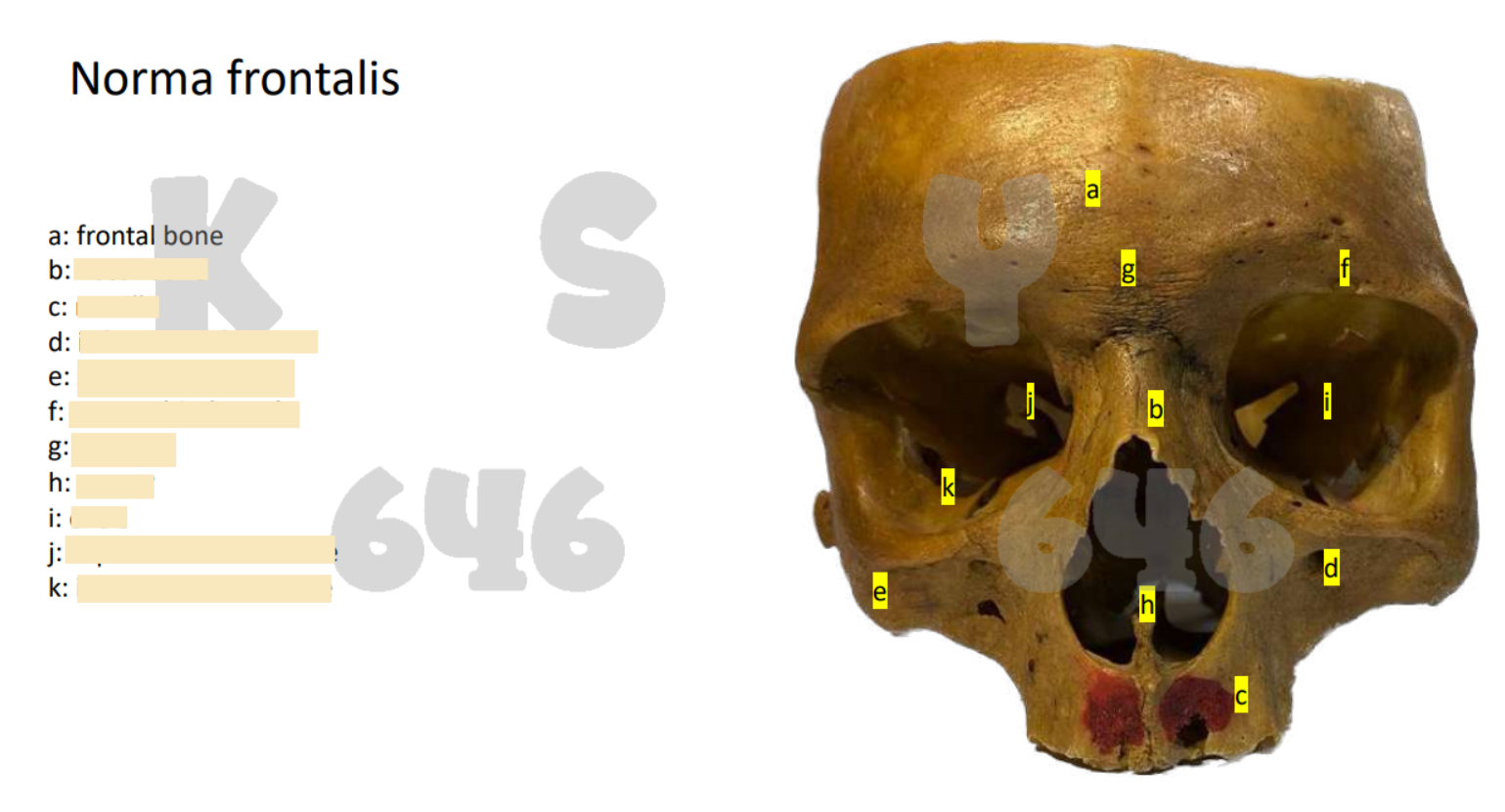 Anki Decks Generate Flashcards Fast With AI Anki Decks Generate Flashcards Fast With AI