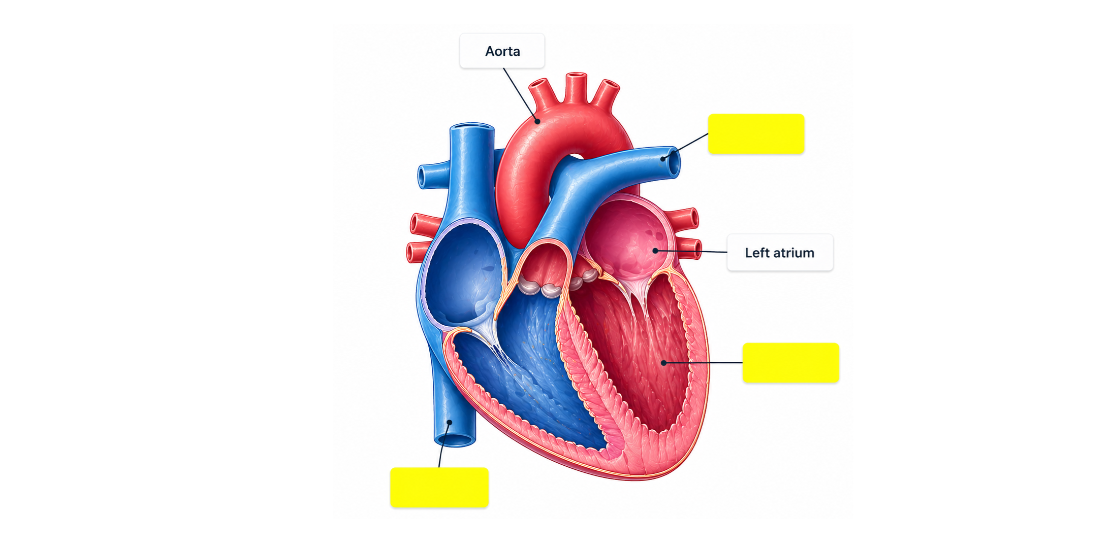 Anatomy diagram with labels covered